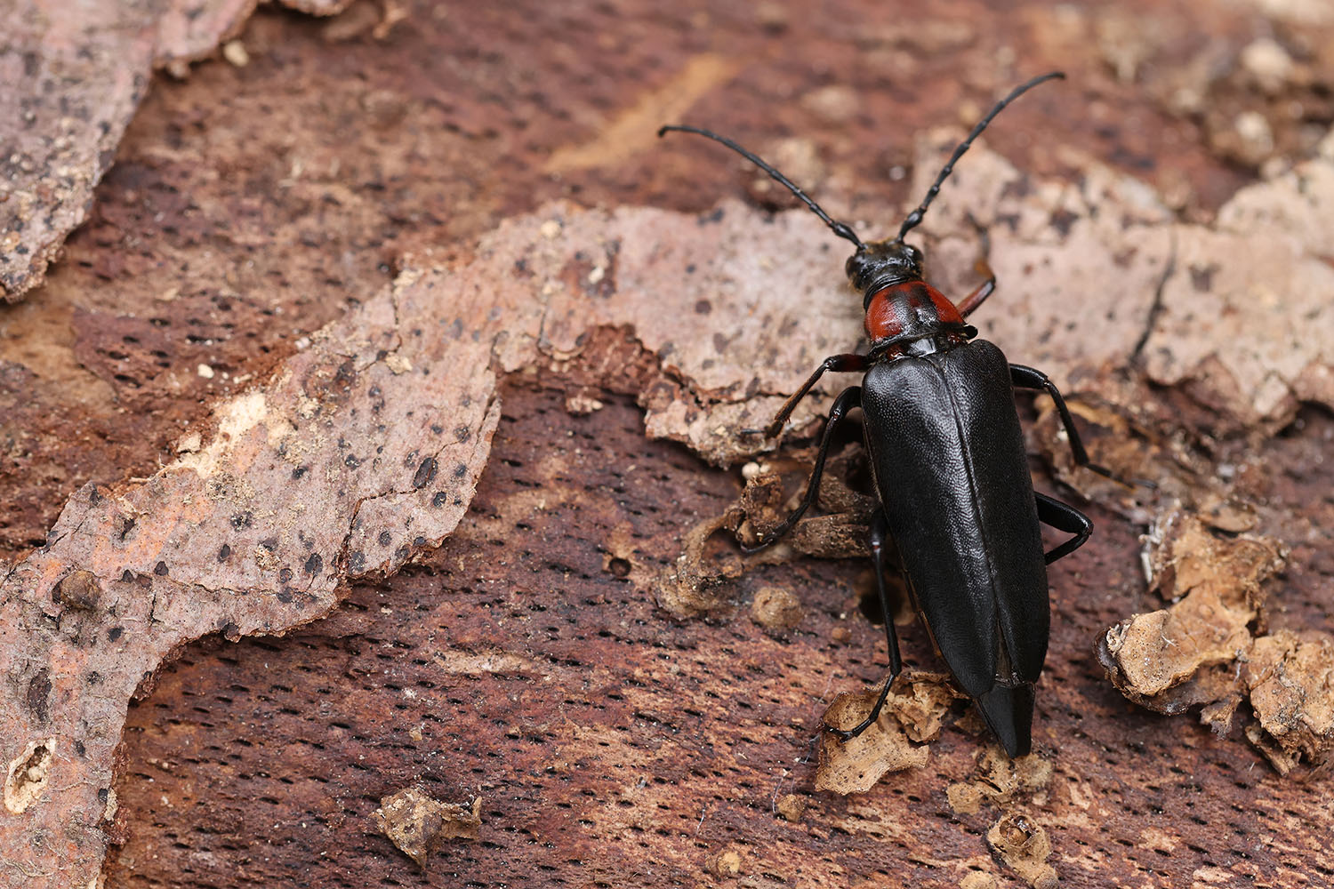 Macroleptura thoracica 