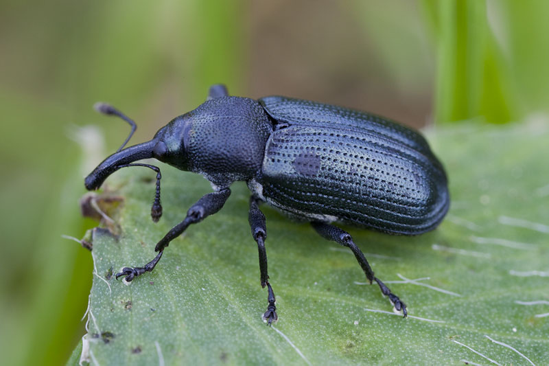 Magdalis violacea 