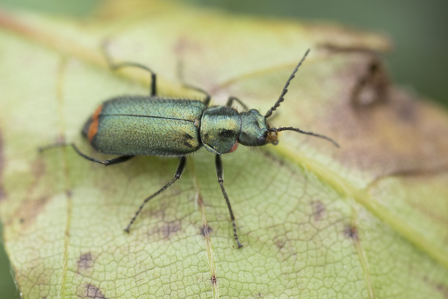 Malachius bipustulatus 