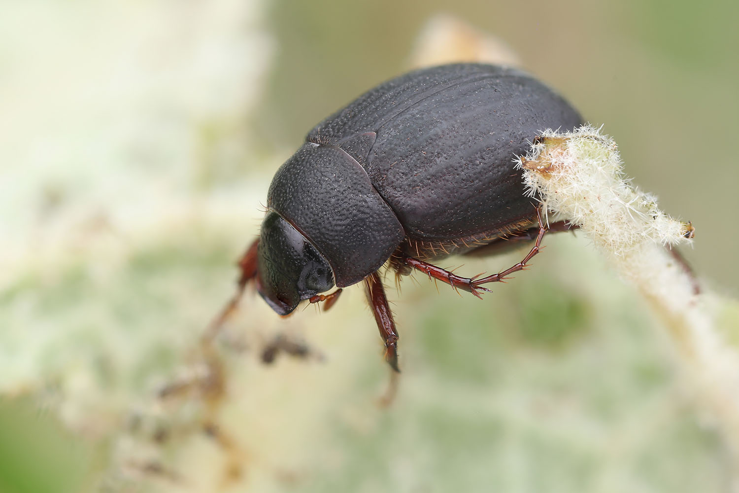 Maladera holosericea 