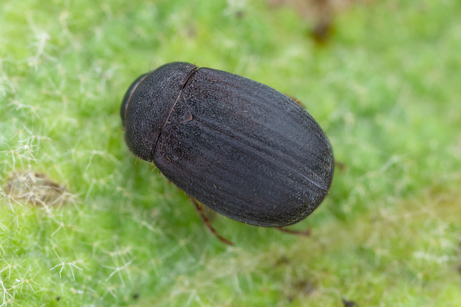 Maladera holosericea 