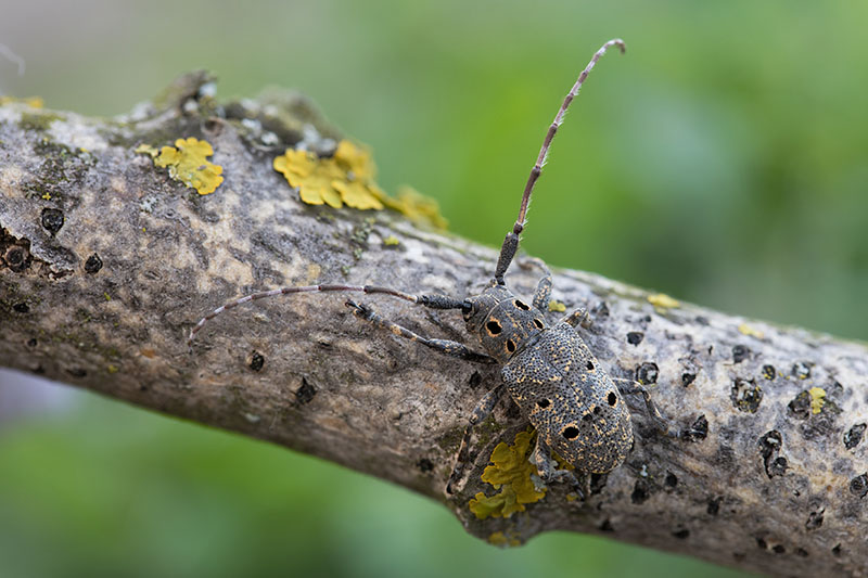 Mesosa curculionoides 