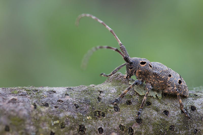 Mesosa curculionoides 