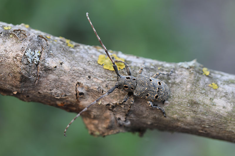 Mesosa curculionoides 