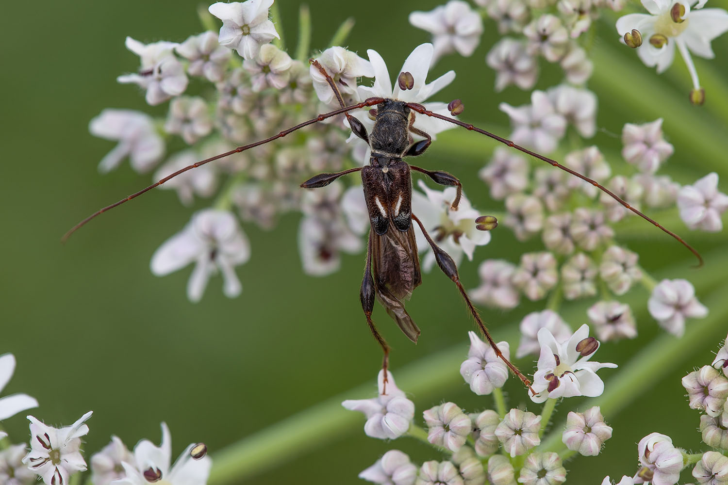 Molorchus minor minor