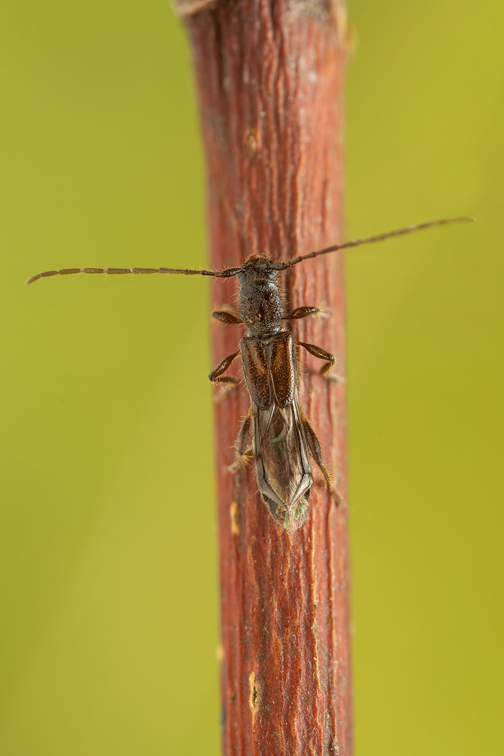 Molorchus umbellatarum 