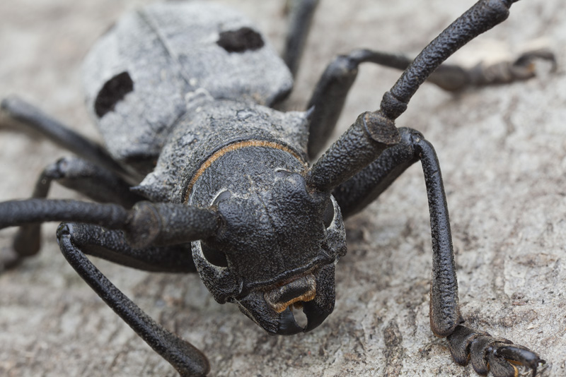 Morimus funereus 