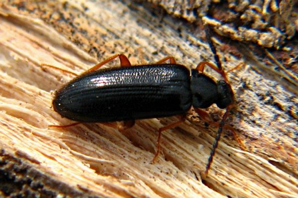 Mycetochara maura 