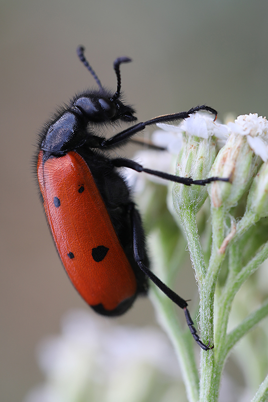 Mylabris quadripunctata 