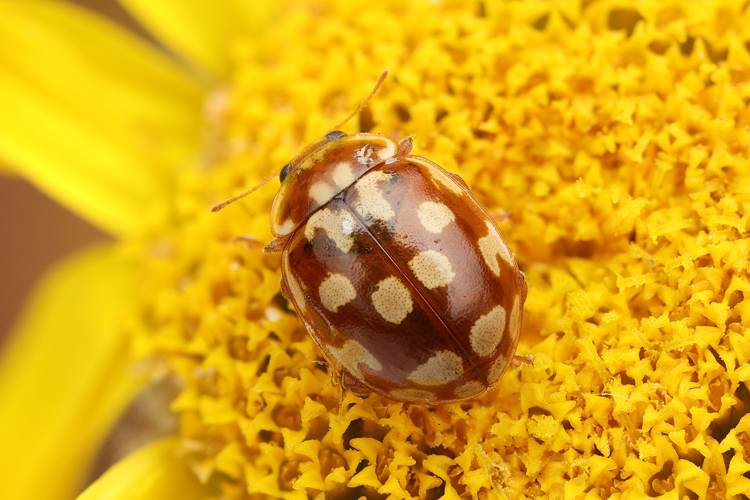 Myrrha octodecimguttata octodecimguttata