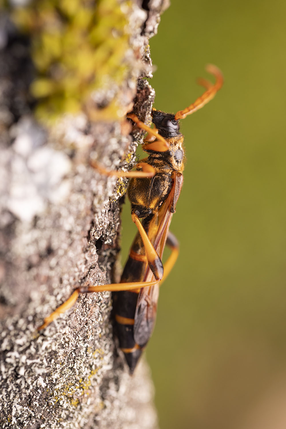 Necydalis ulmi 