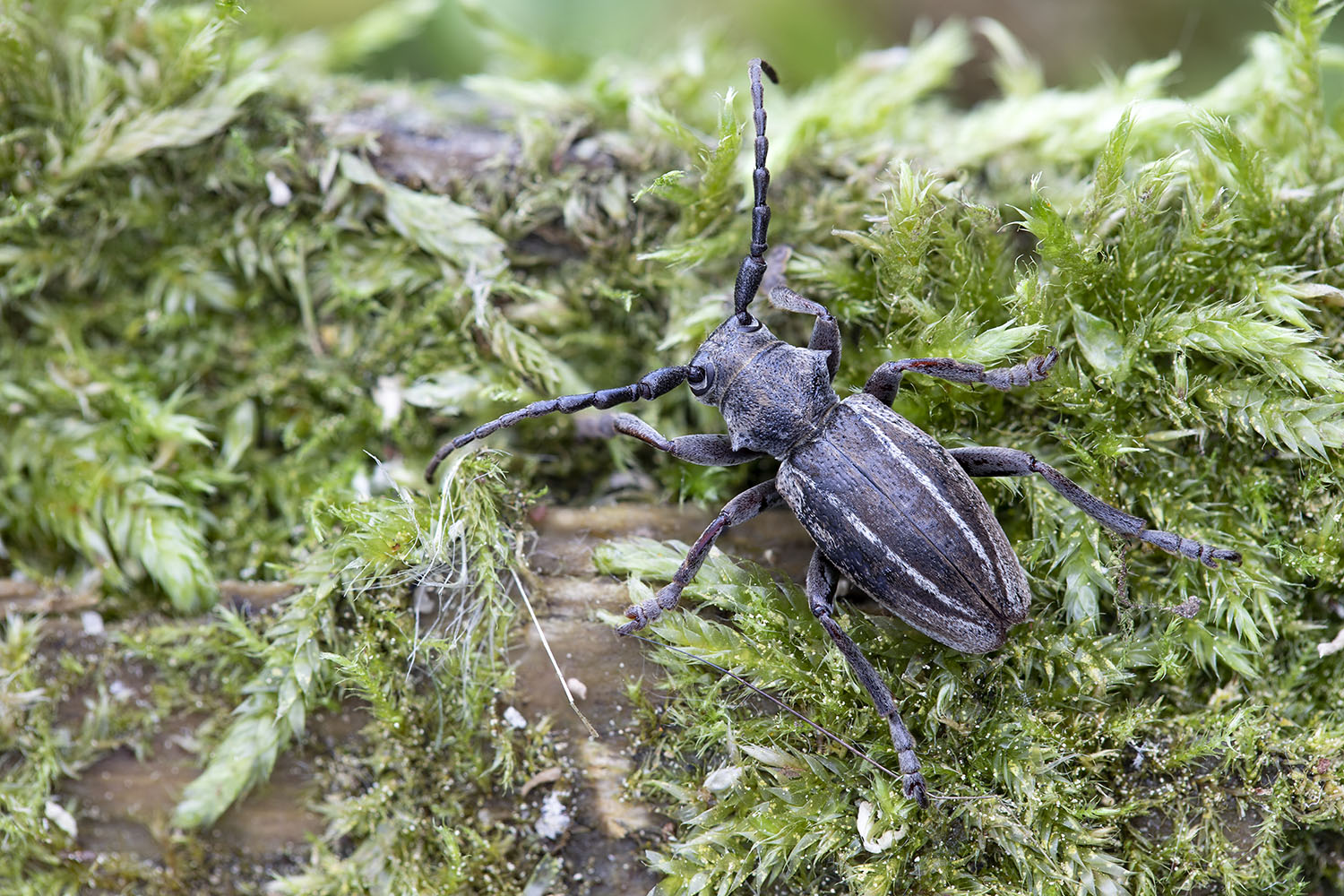 Neodorcadion bilineatum 