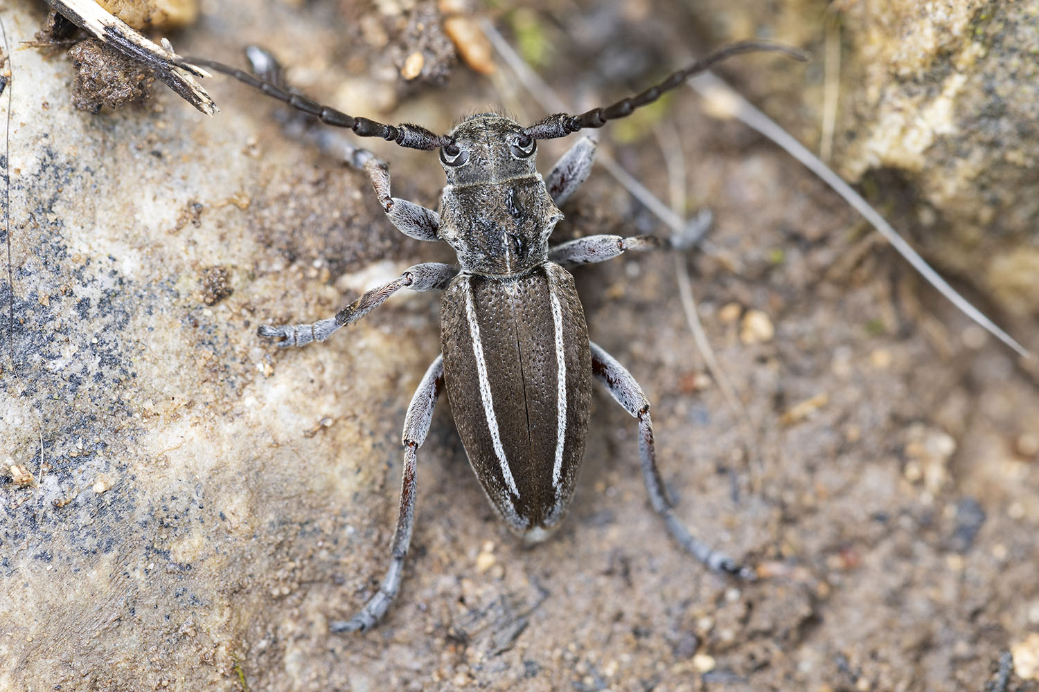 Neodorcadion bilineatum 