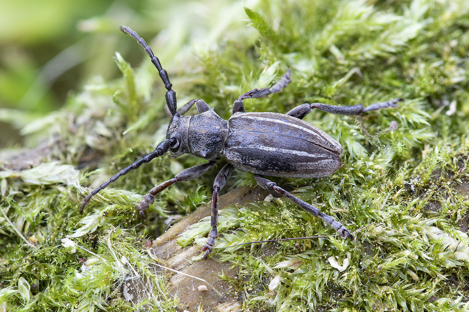 Neodorcadion bilineatum 