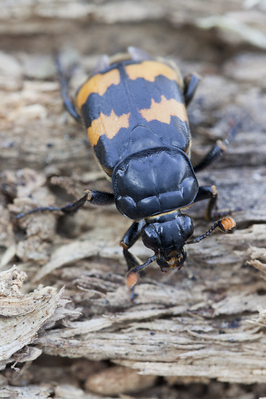 Nicrophorus interruptus 