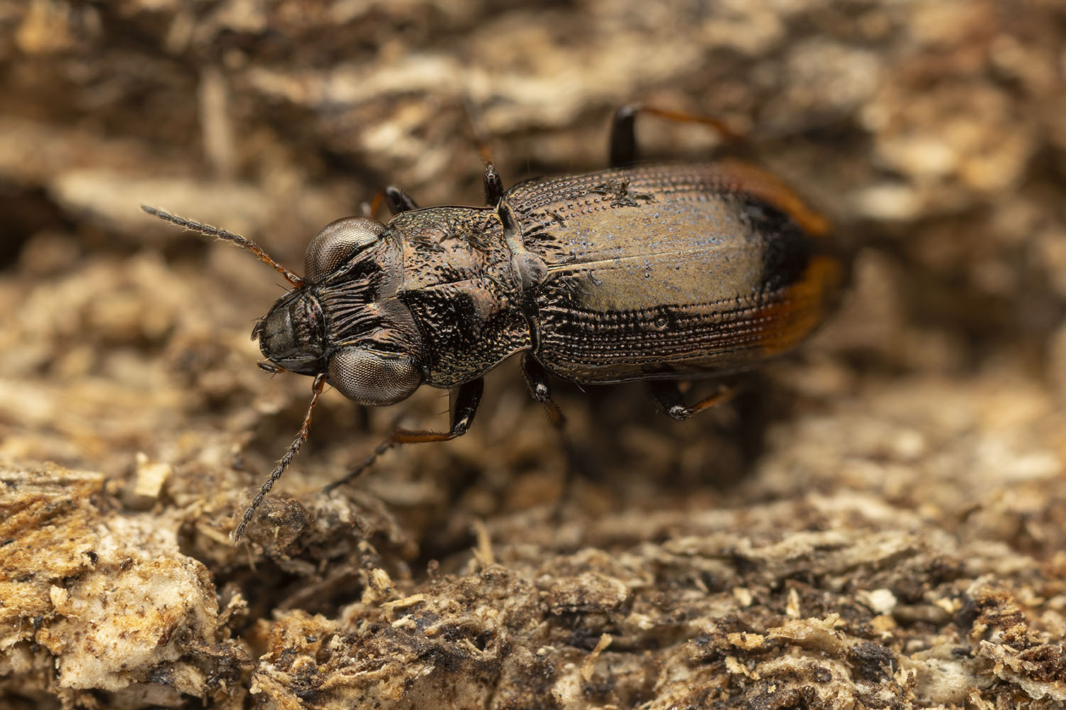 Notiophilus biguttatus 