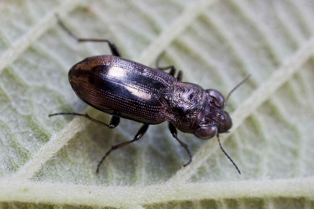 Notiophilus biguttatus 