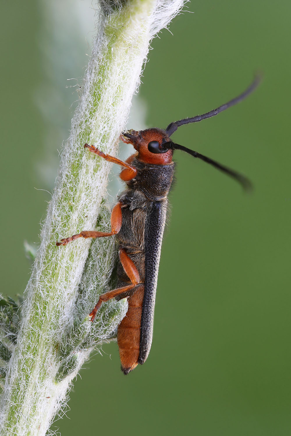 Oberea erythrocephala erythrocephala