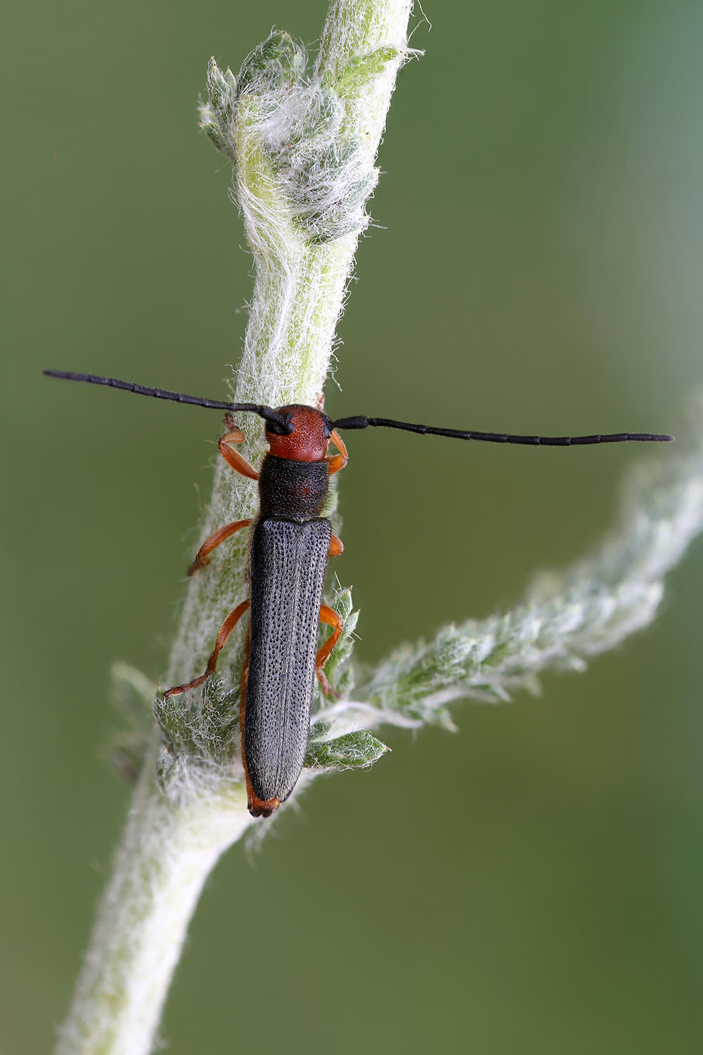 Oberea erythrocephala erythrocephala