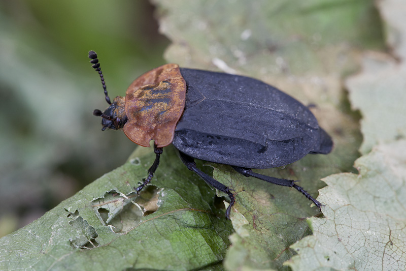 Oiceoptoma thoracicum 