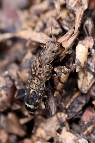 Ontholestes murinus 