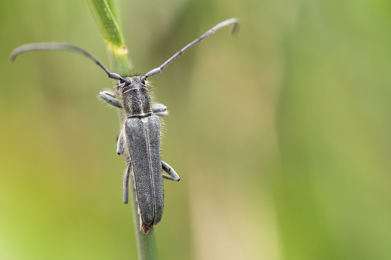 Opsilia coerulescens coerulescens