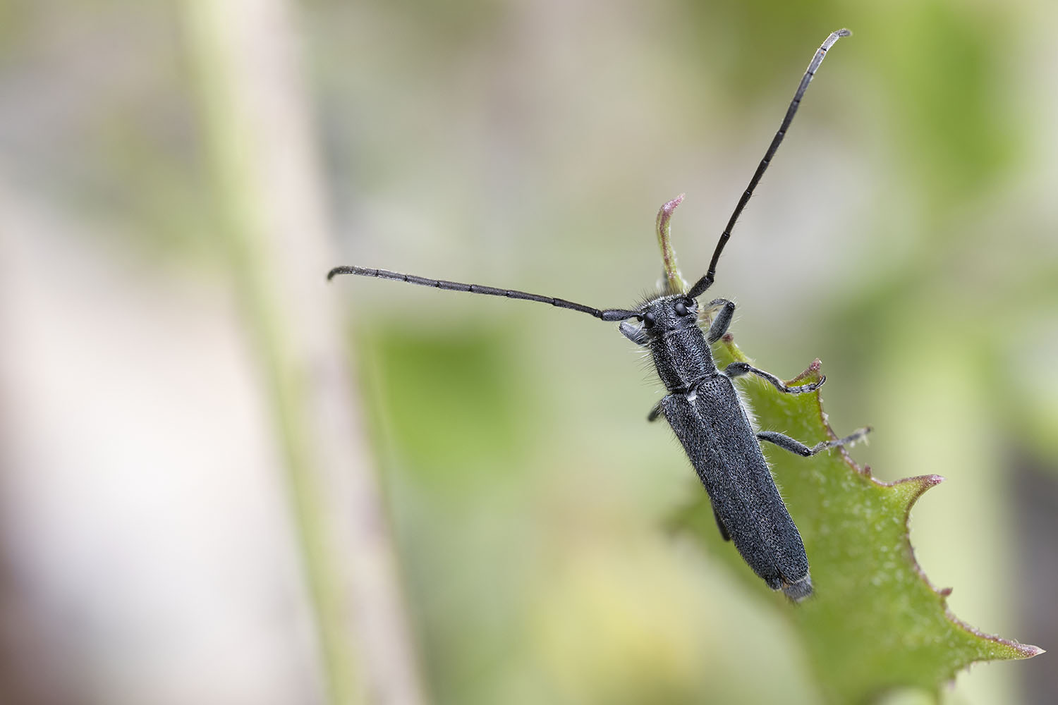 Opsilia coerulescens coerulescens