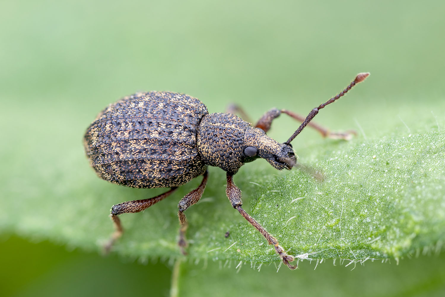 Otiorhynchus equestris 