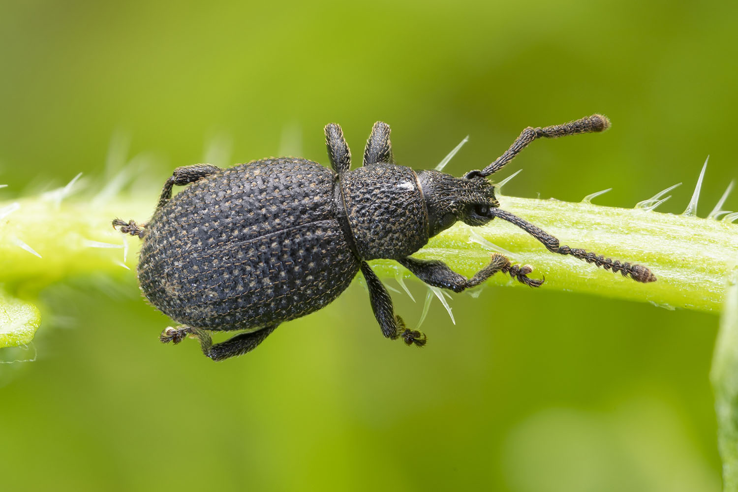 Otiorhynchus foraminosus 