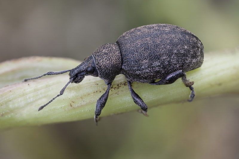 Otiorhynchus ligustici 