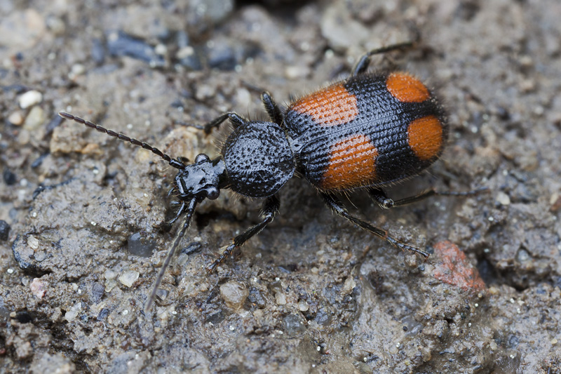 Panagaeus bipustulatus 