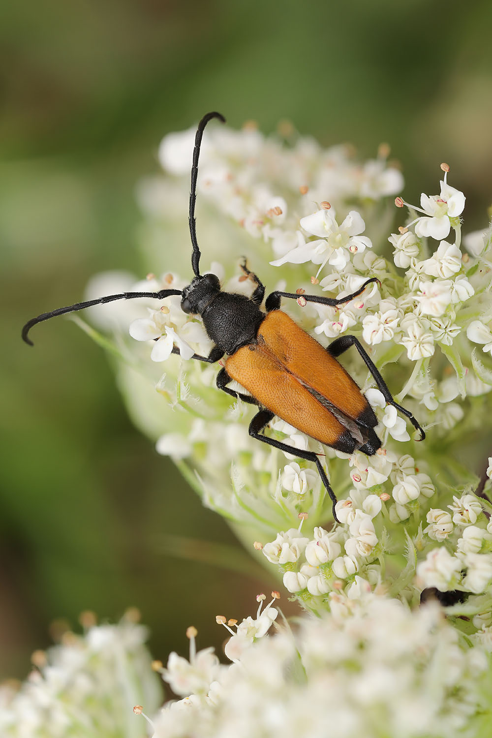 Paracorymbia fulva 