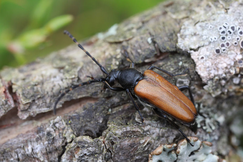 Paracorymbia maculicornis maculicornis