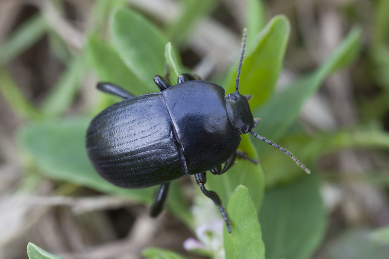 Pedinus femoralis 