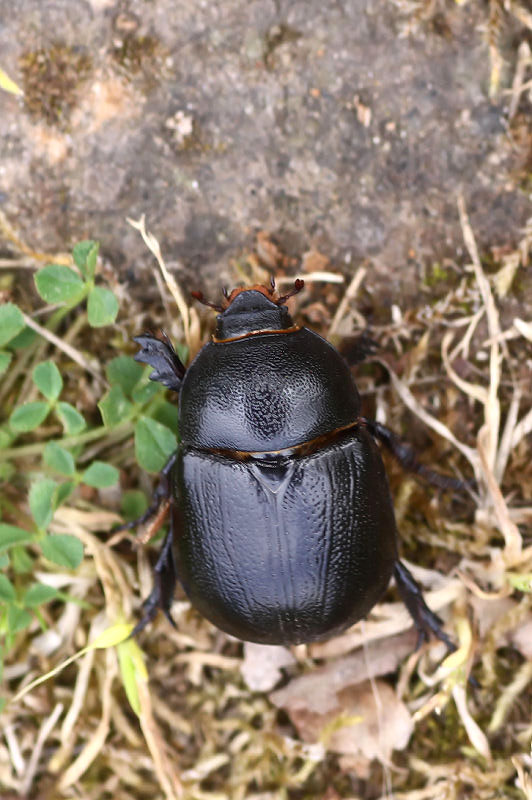 Pentodon idiota idiota