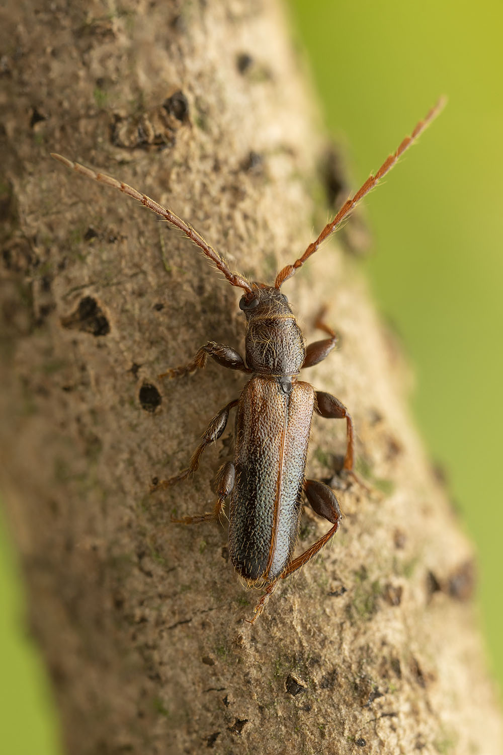 Phymatodes glabratus 