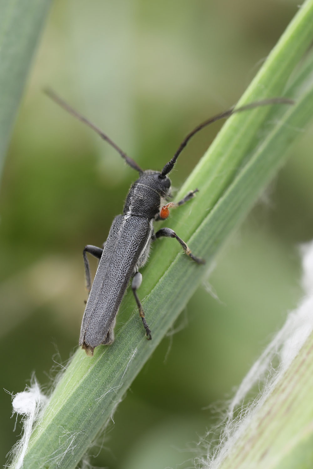 Phytoecia cylindrica 