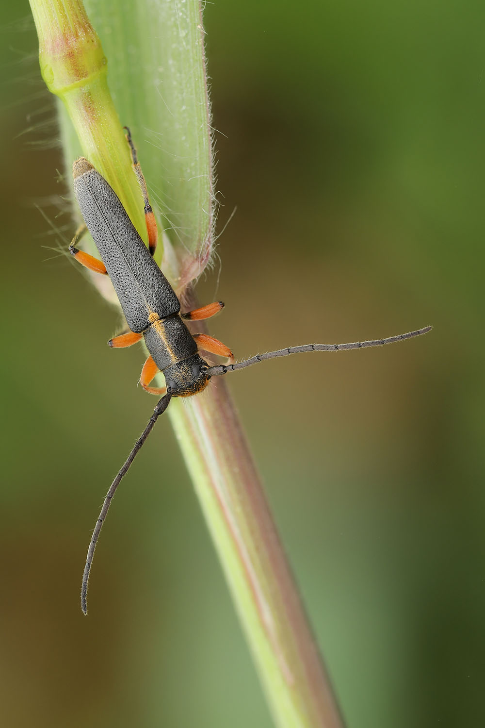 Phytoecia icterica icterica