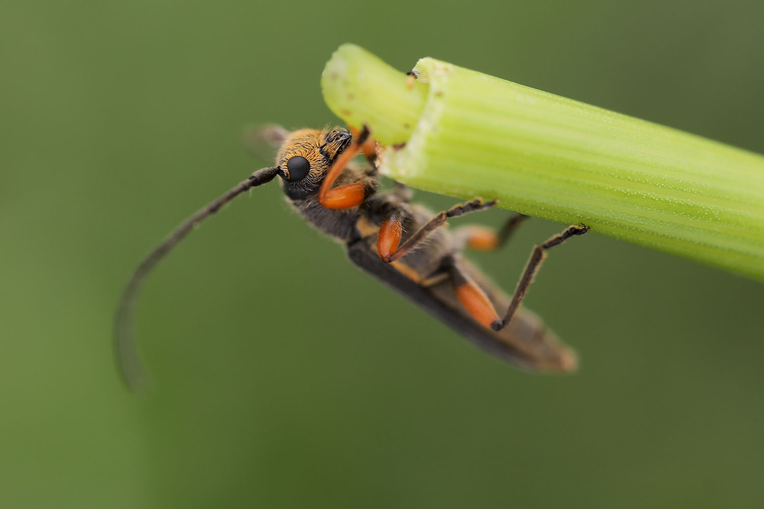 Phytoecia icterica icterica