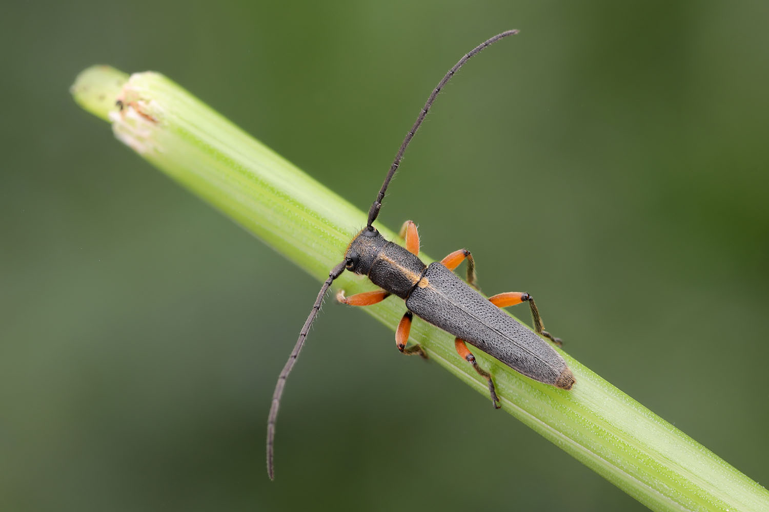 Phytoecia icterica icterica