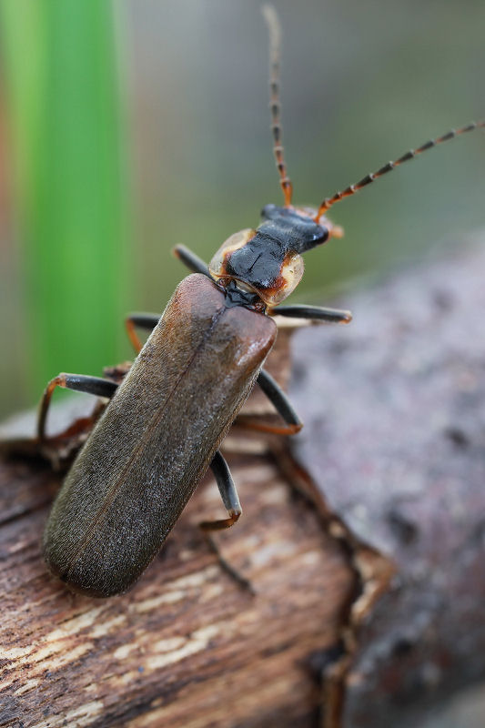 Podabrus alpinus 