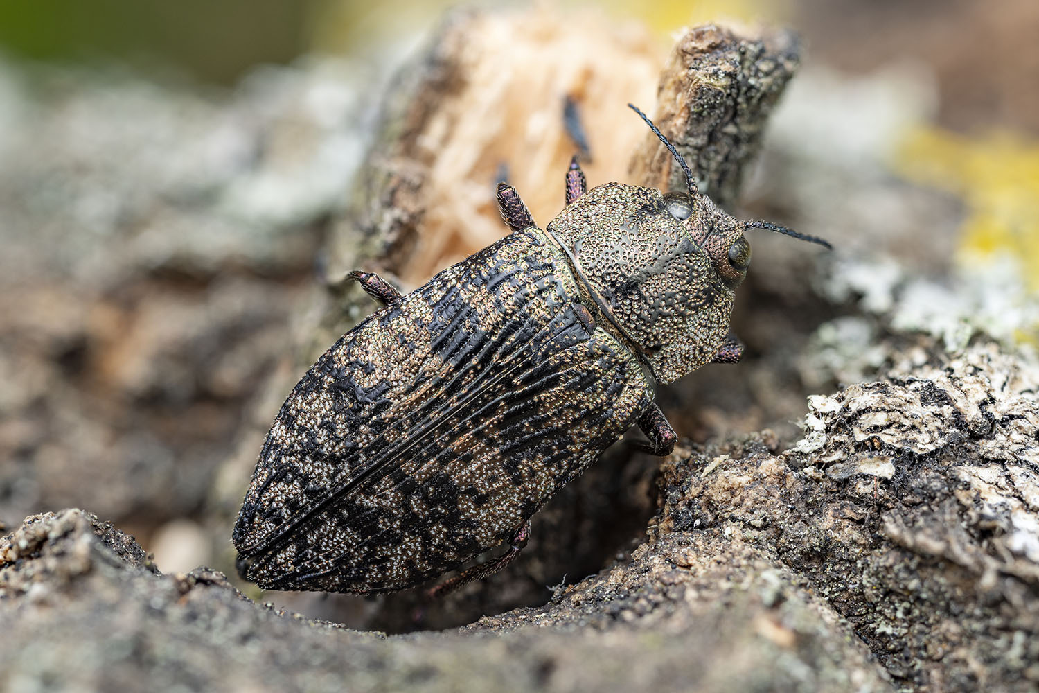 Poecilonota variolosa variolosa