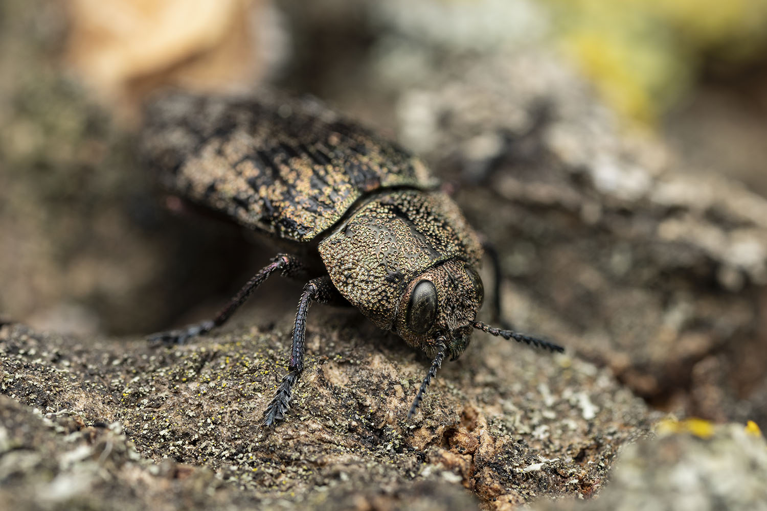 Poecilonota variolosa variolosa