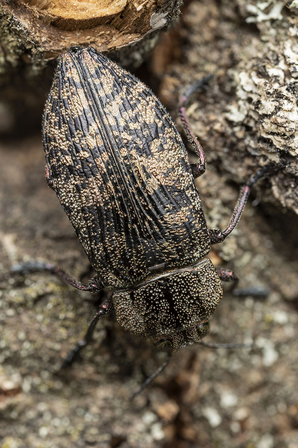 Poecilonota variolosa variolosa