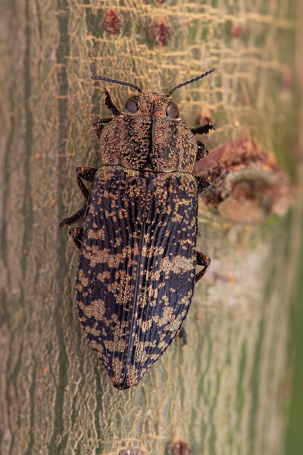 Poecilonota variolosa variolosa