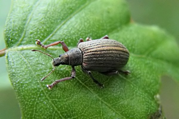 Polydrusus mollis 