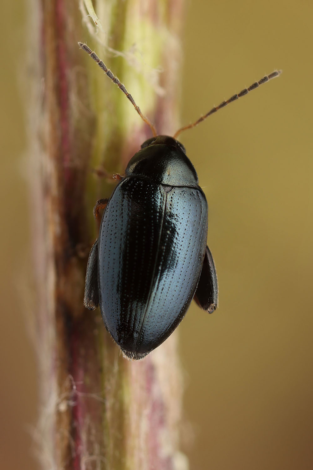 Psylliodes chrysocephalus 