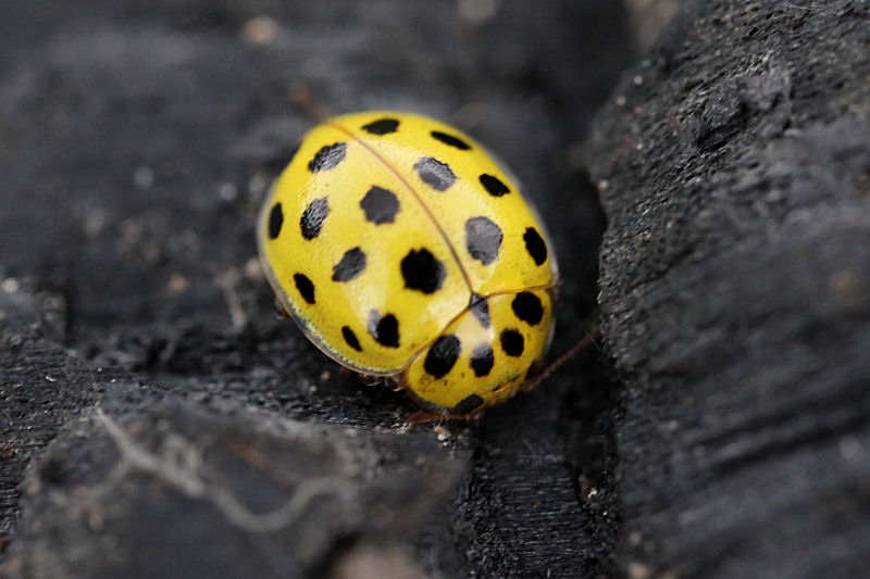 Psyllobora vigintiduopunctata 