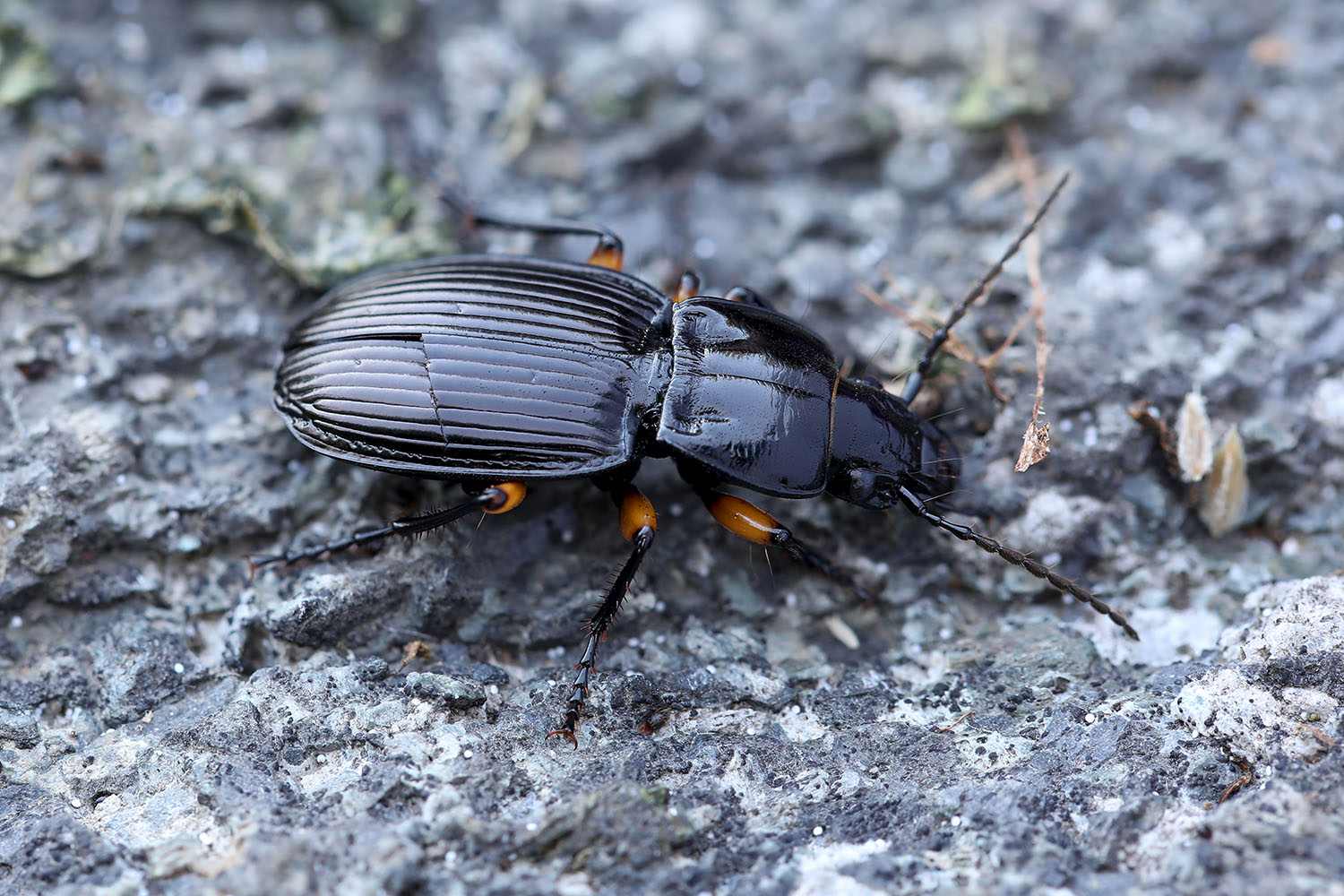 Pterostichus flavofemoratus 