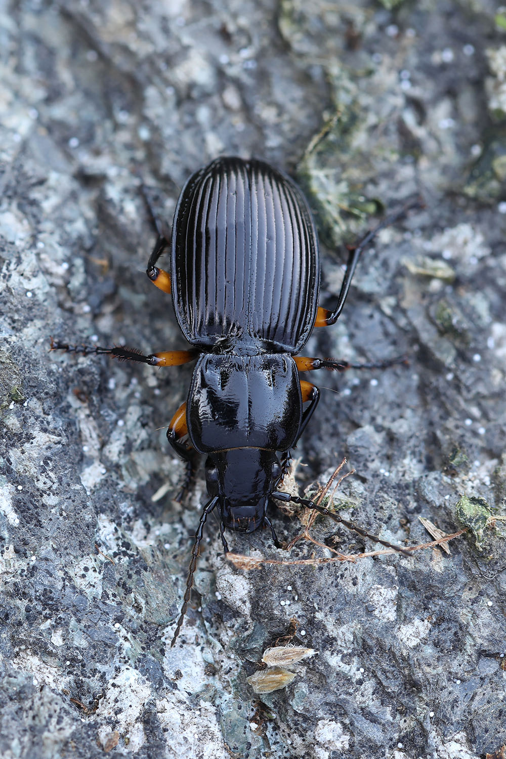 Pterostichus flavofemoratus 